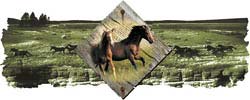 Horse T-Shirts