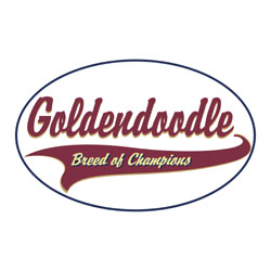 Goldendoodle T-Shirts