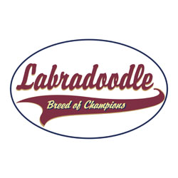 Labradoodle T-Shirts