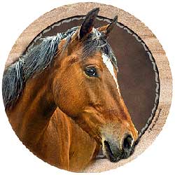 Brown Horse Coasters