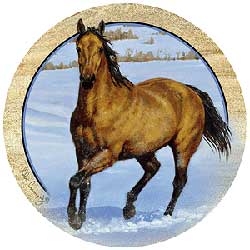 Buckskin Horse Coasters