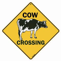 Cow Decorating Theme