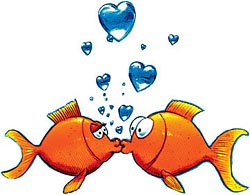 Goldfish Shirts