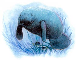 Manatee T-Shirts