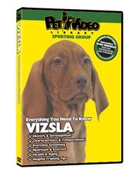 "Video: Vizsla"