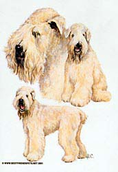 Wheaten Terrier T-Shirts