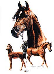 Arabian Shirts