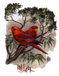 Shirts: Red Lory Parrot