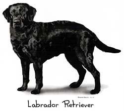 Shirts: Black Labrador Retriever