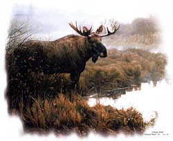 Shirts: Moose