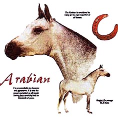 Arabian #2 Shirts