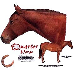 Quarter Horse Shirts