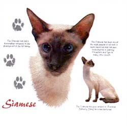 Siamese Cat T-Shirts