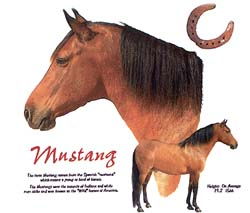 Mustang Shirts