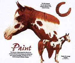 Paint Horse T-Shirts