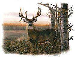 Shirts: Deer