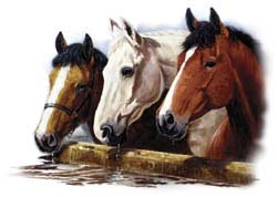 Horse T-Shirts