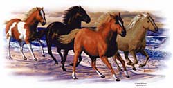 Horse T-Shirts