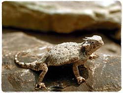 Horned Toad Shirts