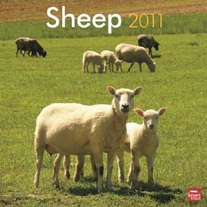 "Calendar 2008: Sheep"