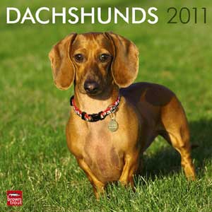"Calendar 2008: Dachshunds"