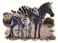 Shirts: Zebra
