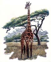 Giraffe T-Shirts