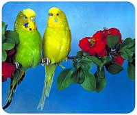 Budgie Mouse Pad