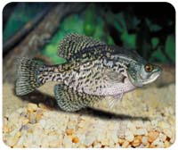 Crappie Mousepad