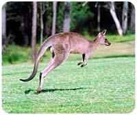 Kangaroo Mouse Pad
