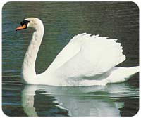 Swan Mousepad