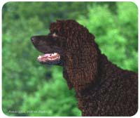Mousepad: American Water Spaniel