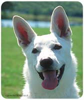 White German Shepherd Mousepad