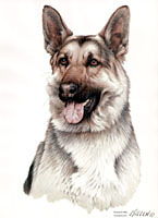 Shirts: German Shepherd