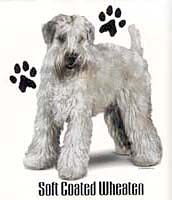 Wheaten Terrier T-Shirts