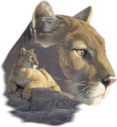 Shirts: Cougar