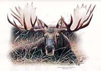 Shirts: Moose