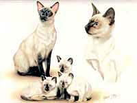 Siamese Cat T-Shirts