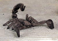 Plush Animal Toy: Scorpion
