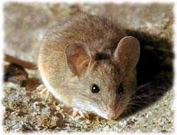 Mouse T-Shirts