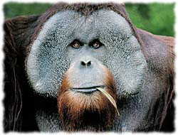 Shirts: Orangutan