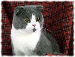 Scottish Fold Cat Shirts