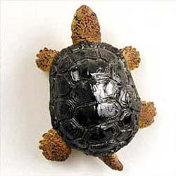 Turtle Magnet