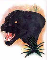Shirts: Panther