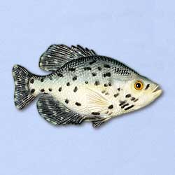 Crappie Magnet