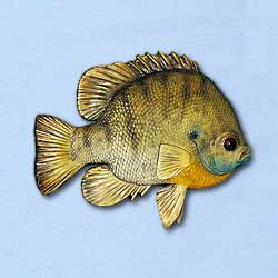 Pumpkinseed Magnet