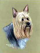 Silky Terrier Flag
