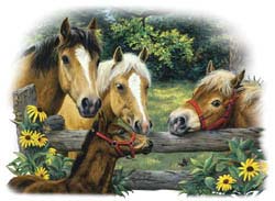 Buckskin Horse Shirts