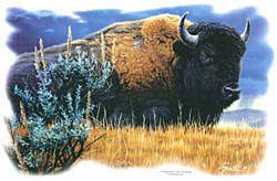 Shirts: Buffalo