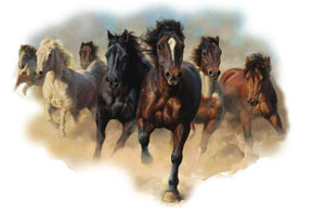 Horse T-Shirts